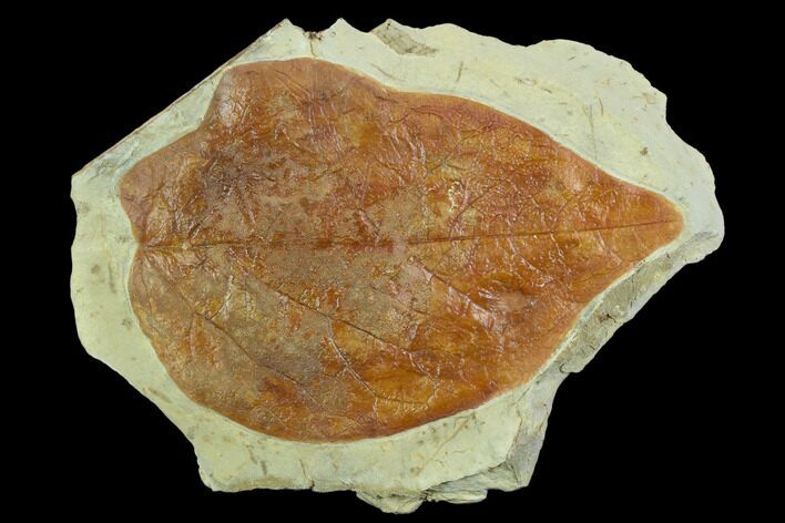 Fossil Leaf (Lindera) - Montana #120772
